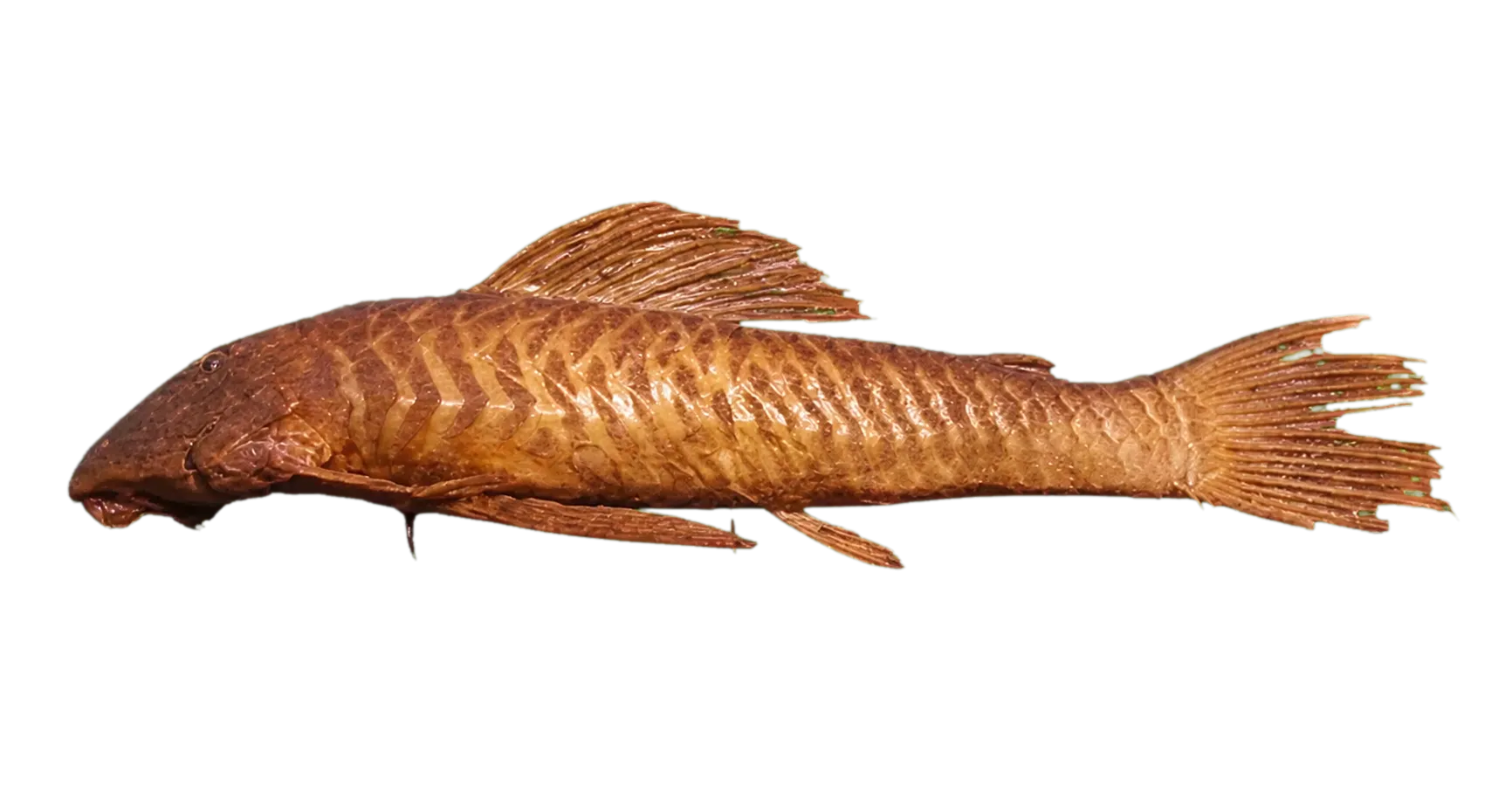 Mandarin Pleco (Hypostomus asperatus) specimen