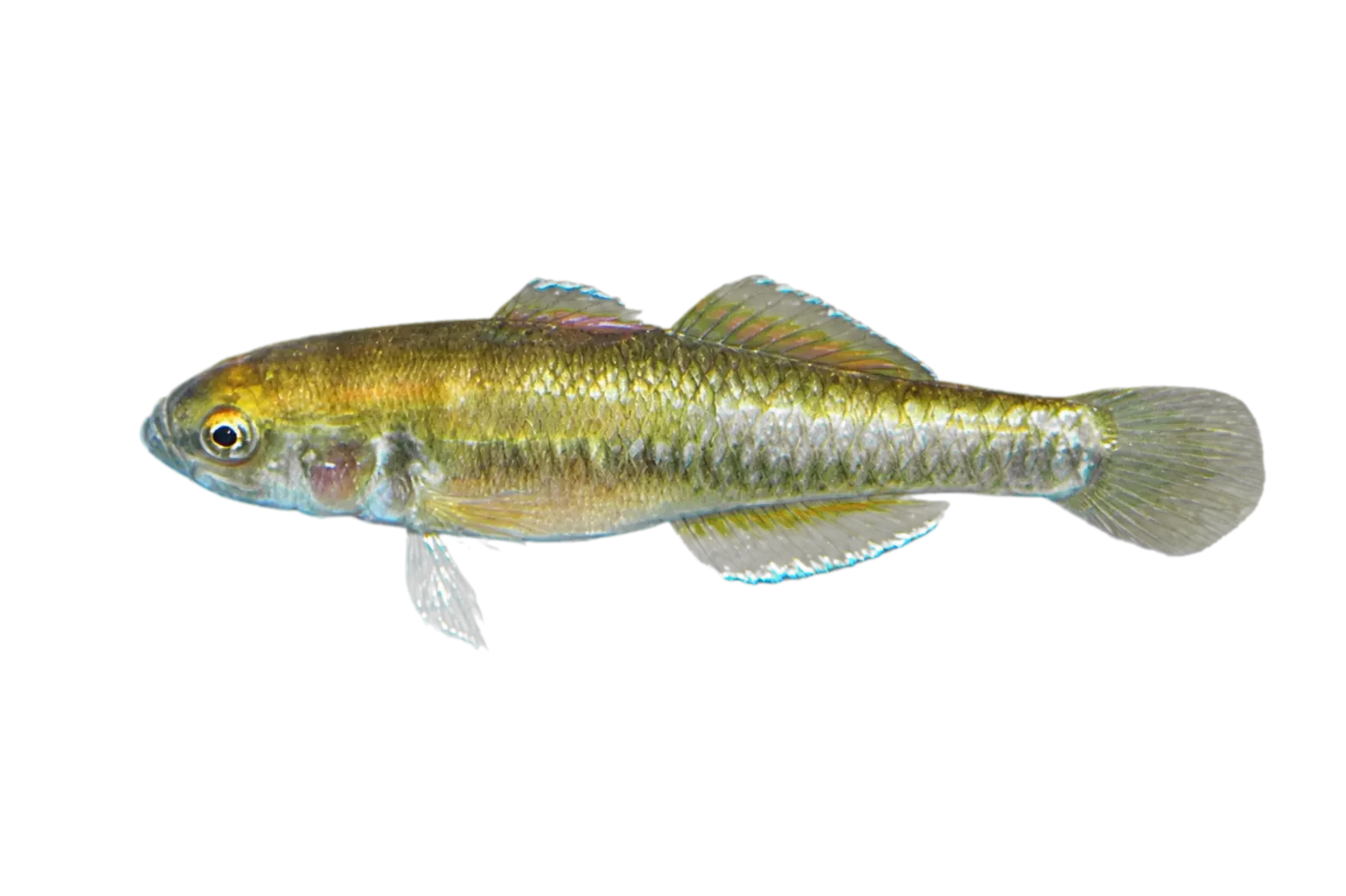 Barraway's Fish (Hypseleotris barrawayi) specimen