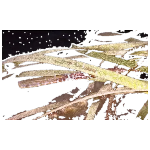 Knife-snouted pipefish (Hypselognathus rostratus) specimen