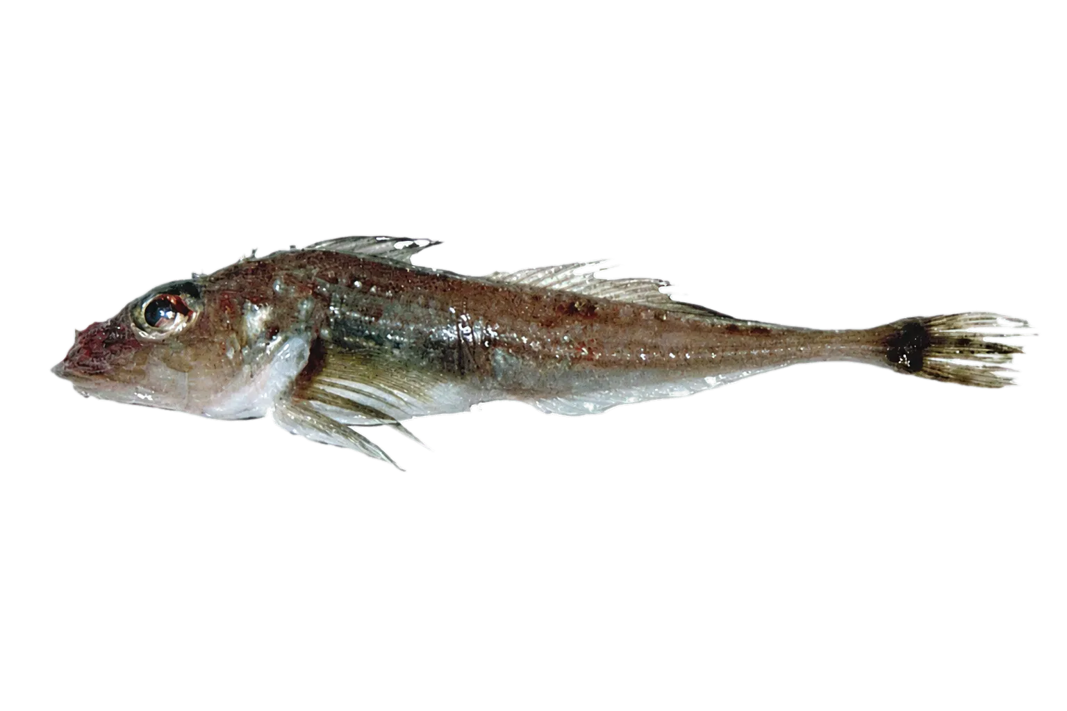 Armed sculpin (Icelus armatus) specimen
