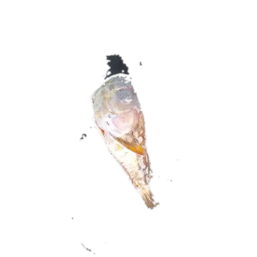 Longnosed stargazer (Ichthyscopus lebeck) specimen