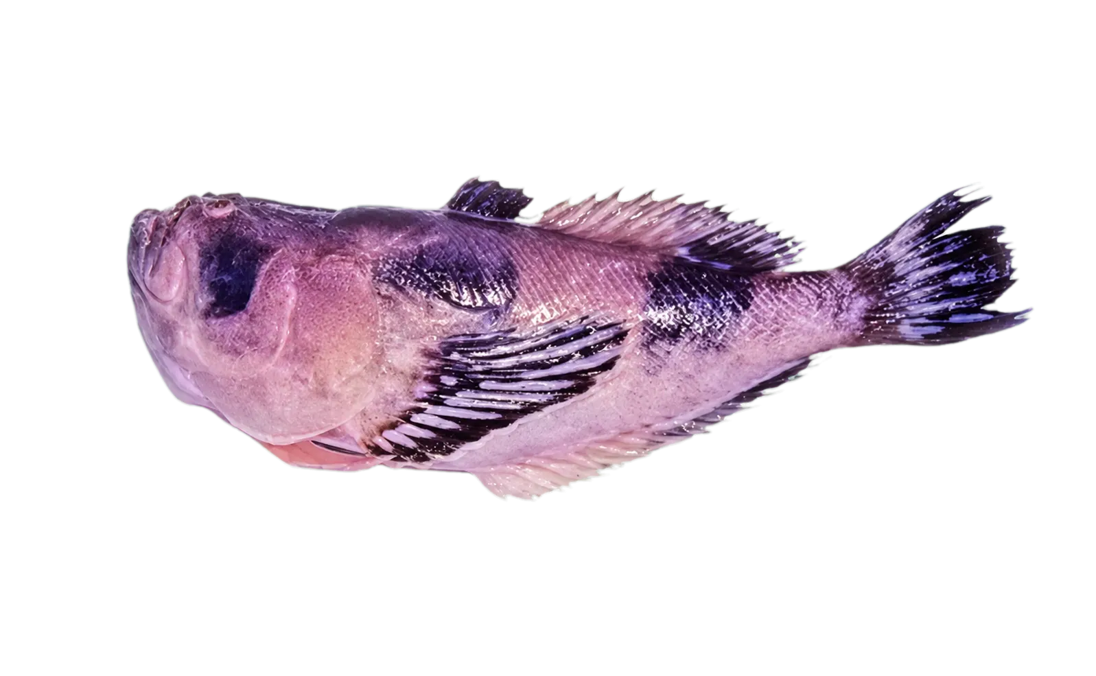 Blackfin stargazer (Ichthyscopus nigripinnis) specimen