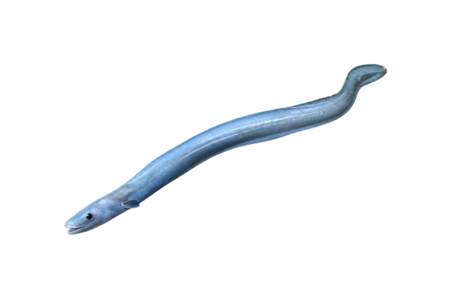 Blache's Ooze Eel (Ilyophis blachei) specimen