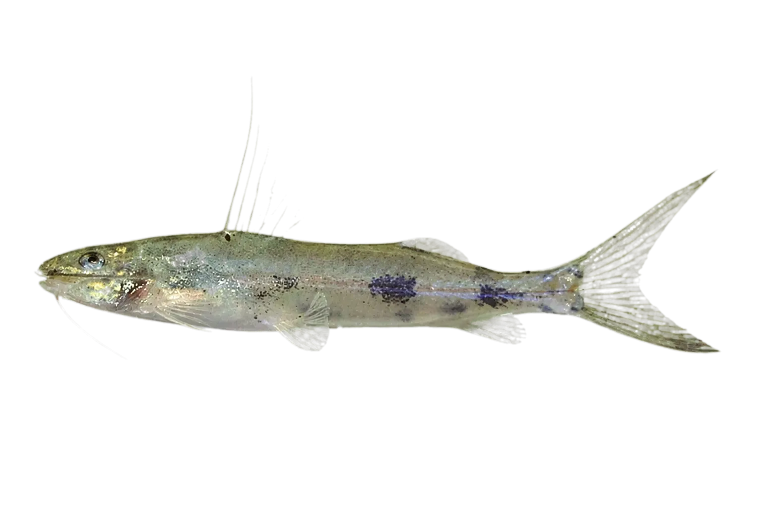 Imparfinis pseudonemacheir (Imparfinis pseudonemacheir) specimen