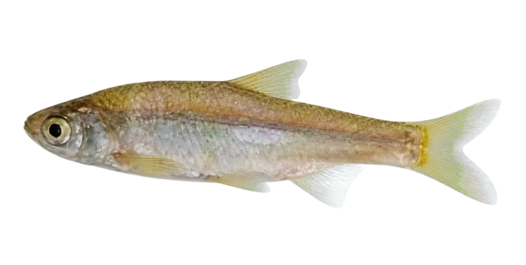 Lakeweed Chub (Ischikauia steenackeri) specimen