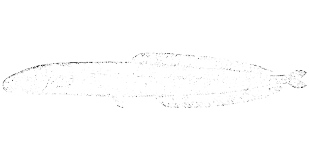 Henry's Mormyrid (Isichthys henryi) specimen