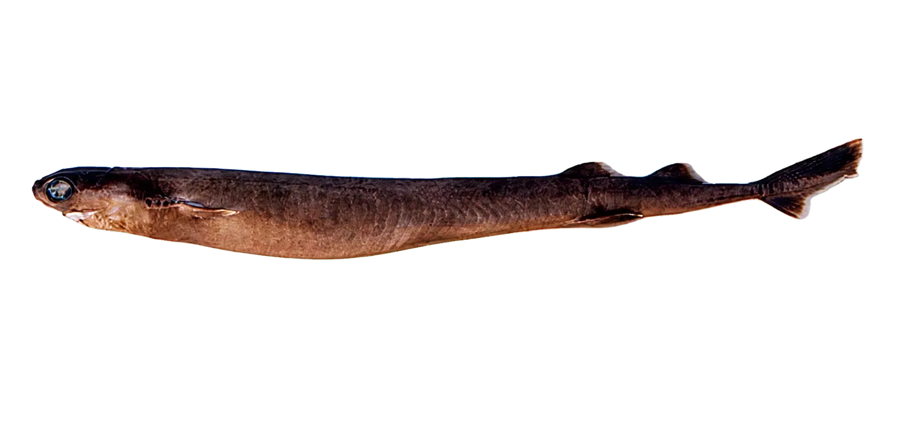 largetooth cookiecutter shark (Isistius plutodus) specimen