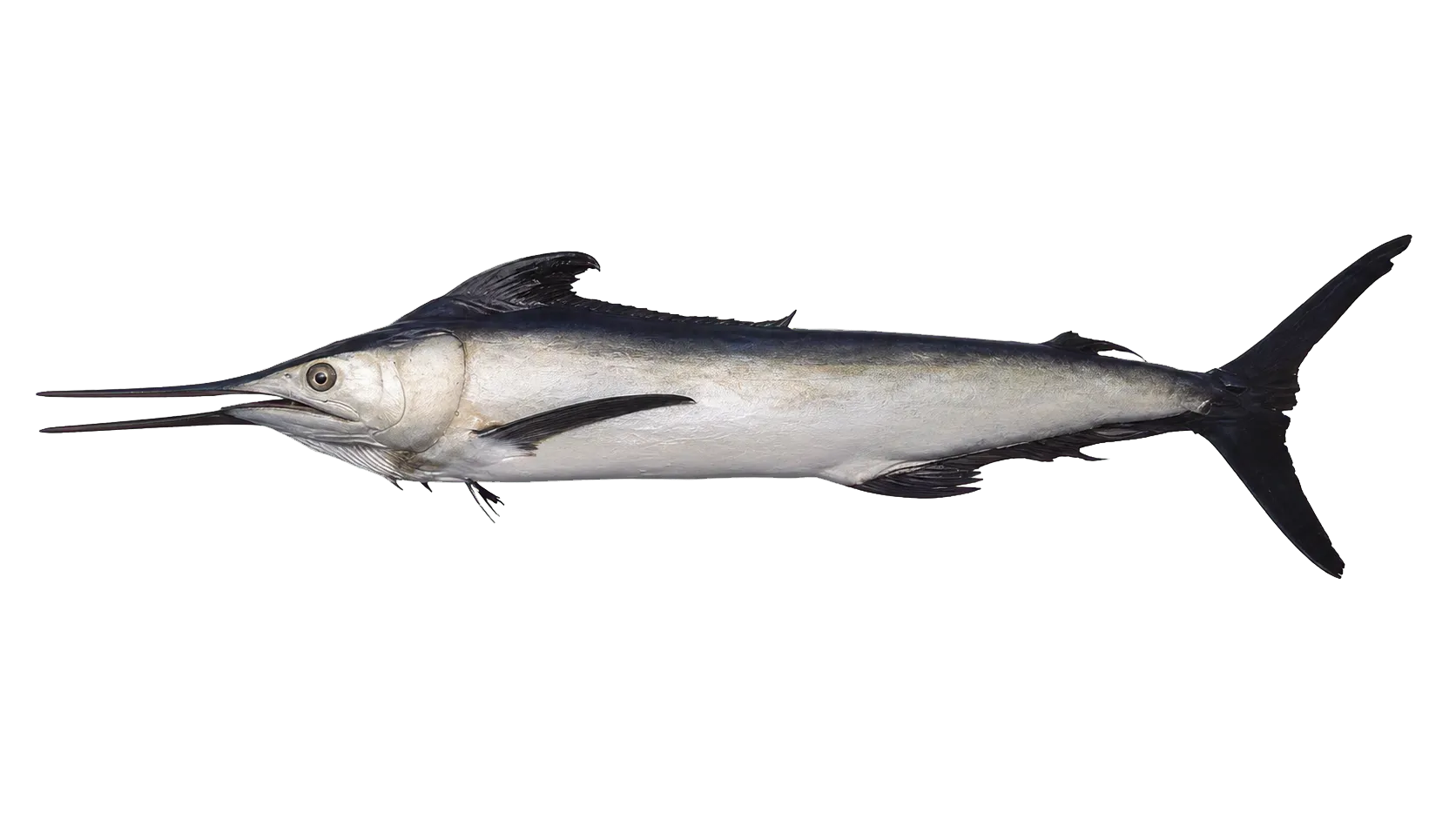 Black marlin (Istiompax indica) specimen
