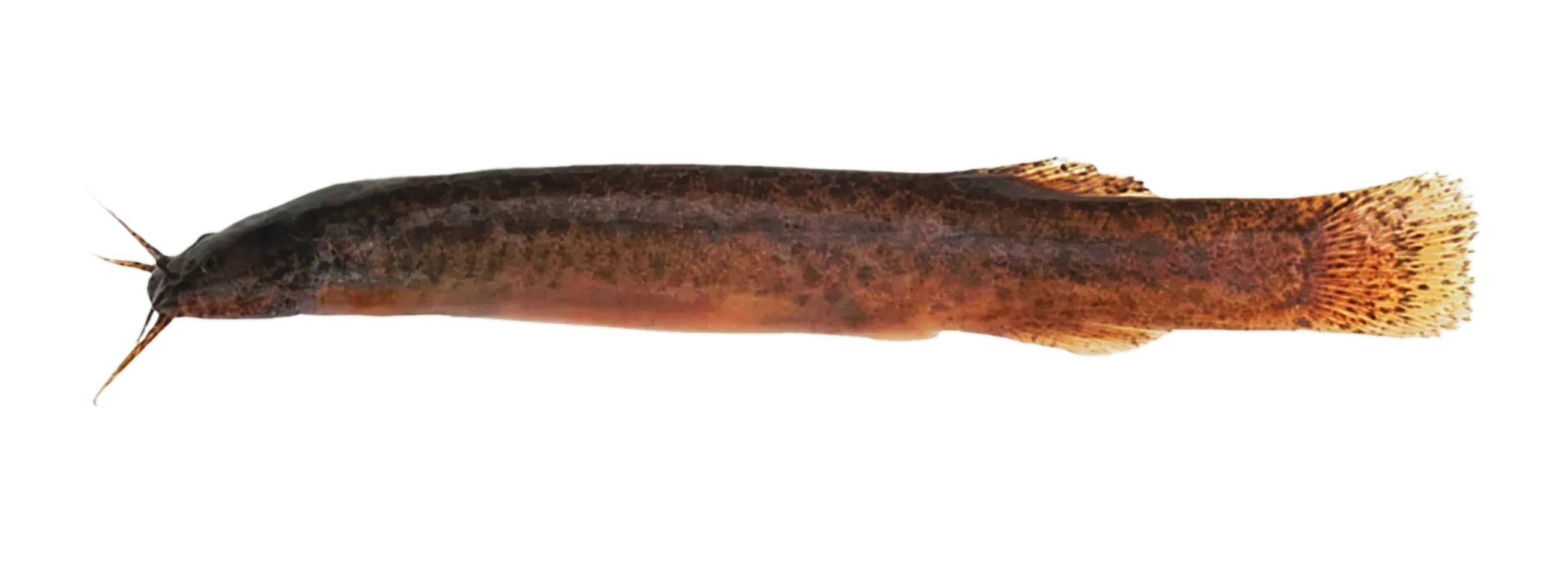 Ituglanis jaguarete (Ituglanis jaguarete) specimen