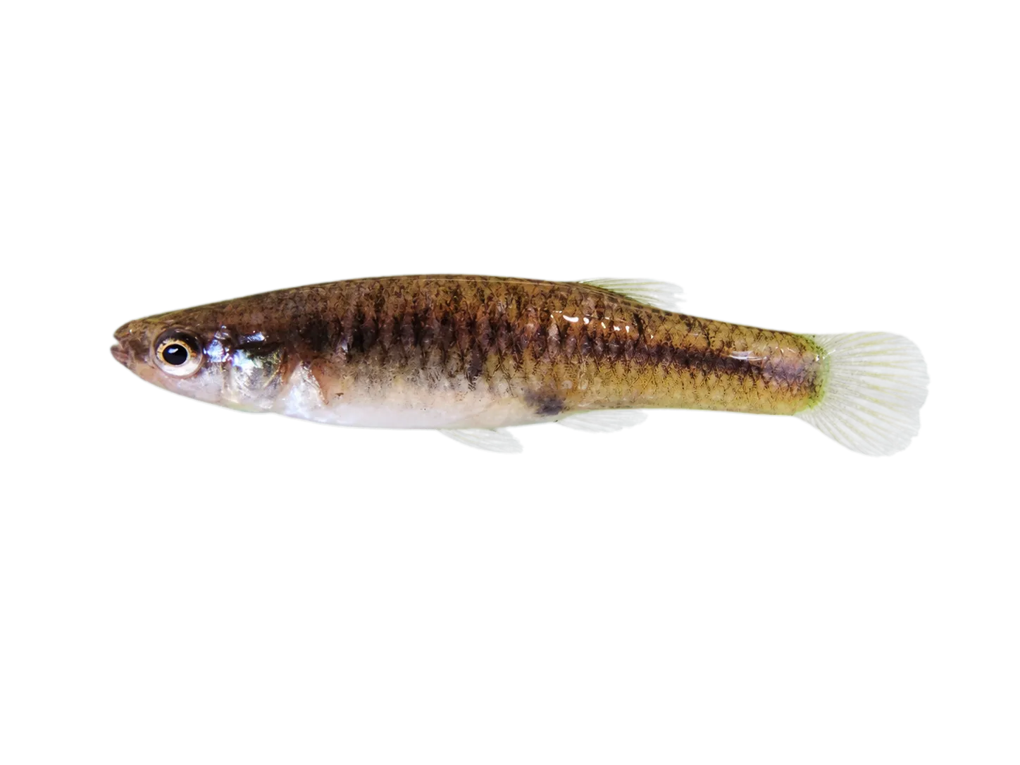 Anitápolis livebearer (Jenynsia weitzmani) specimen