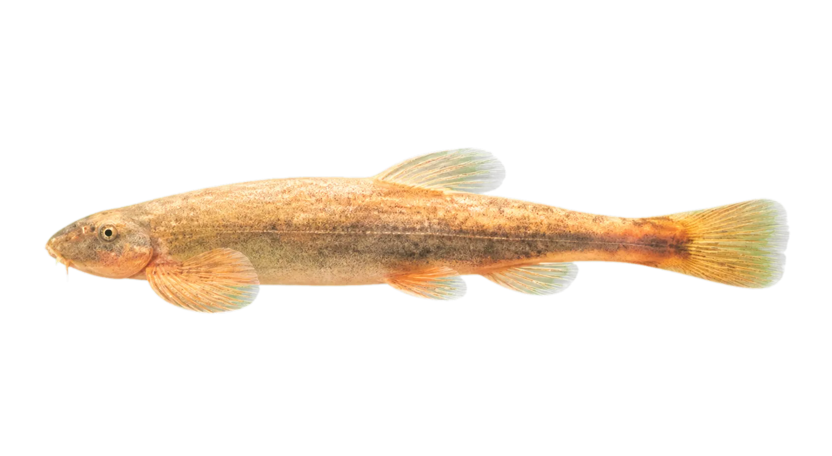 Jinshaia abbreviata (Jinshaia abbreviata) specimen
