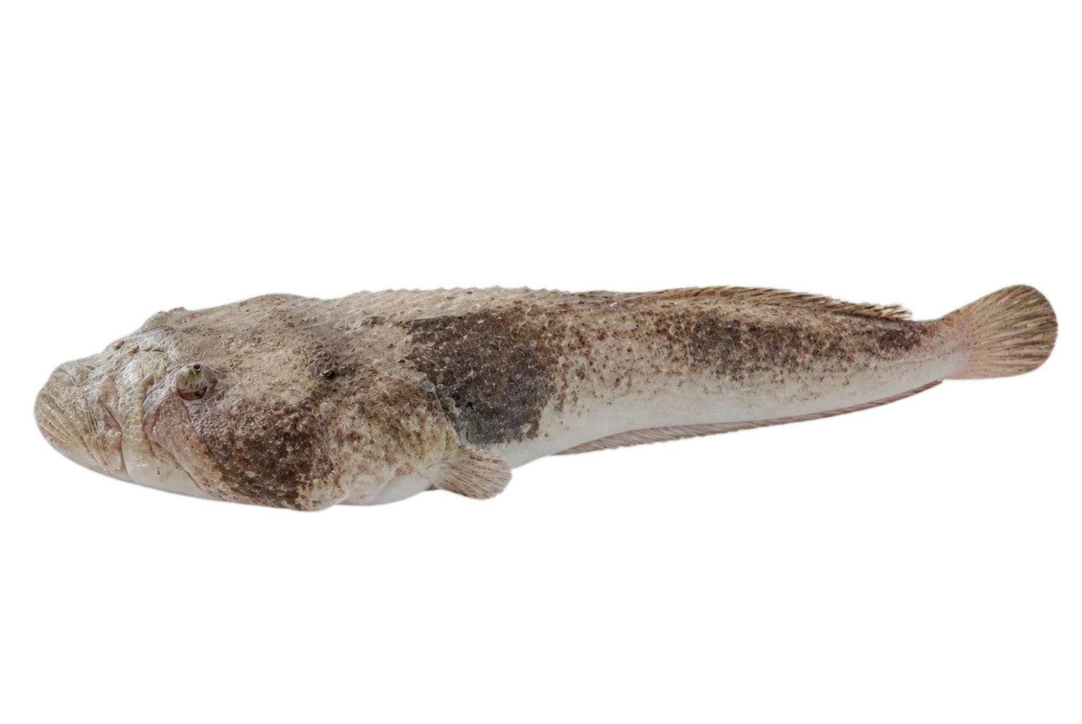 Common stargazer (Kathetostoma laeve) specimen
