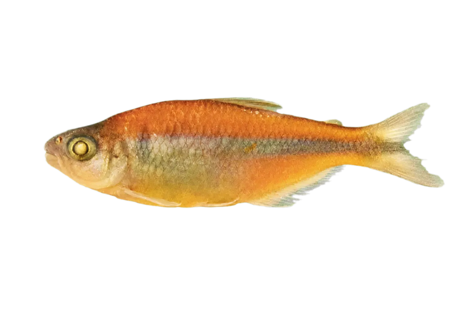 Tetra (Knodus breviceps) specimen