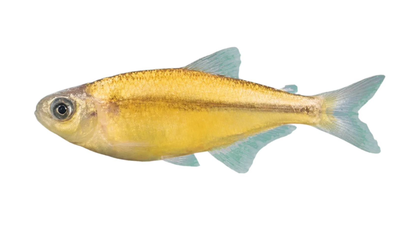 Knodus moenkhausii (Knodus moenkhausii) specimen