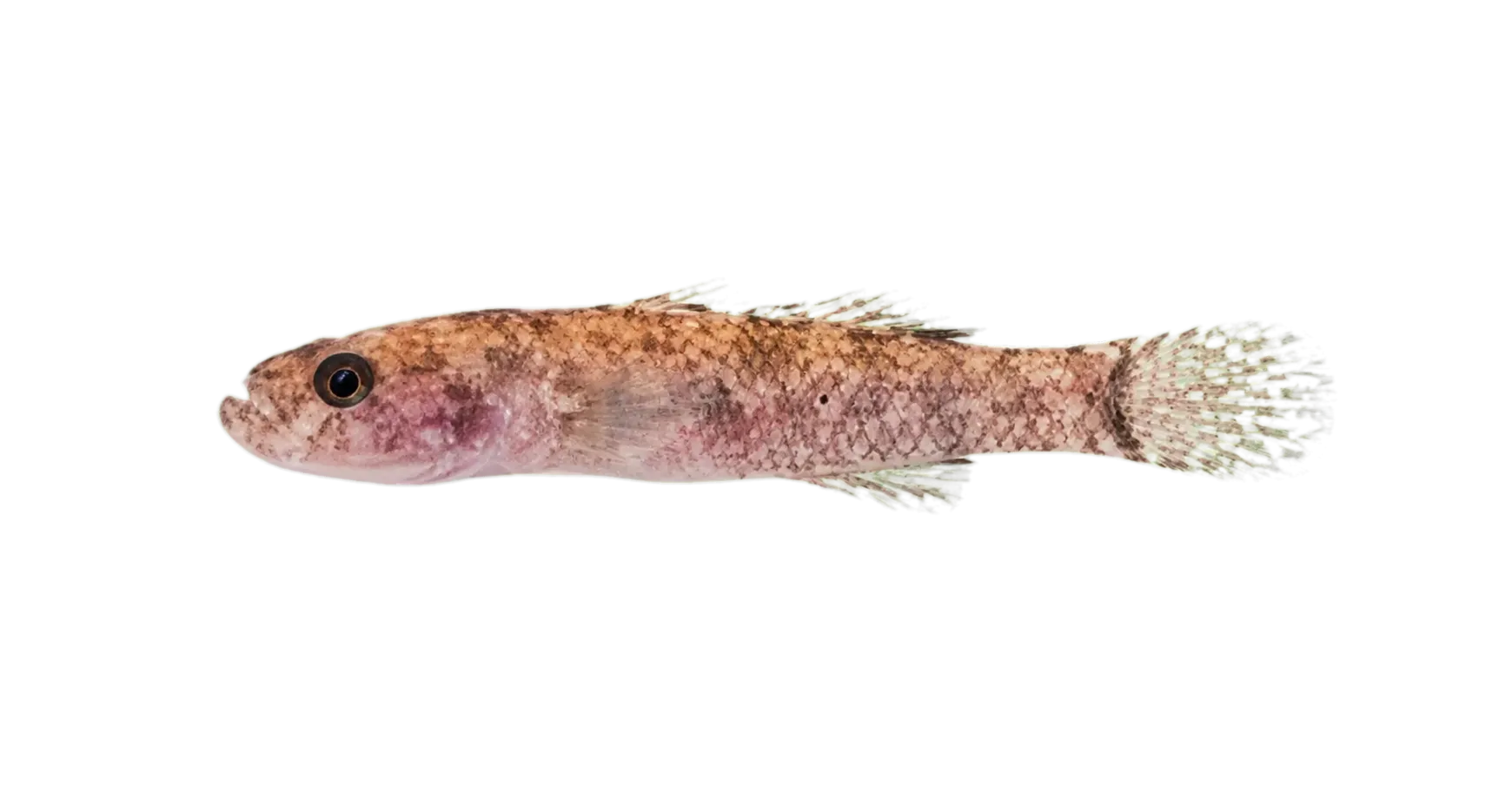 Kribia uellensis (Kribia uellensis) specimen