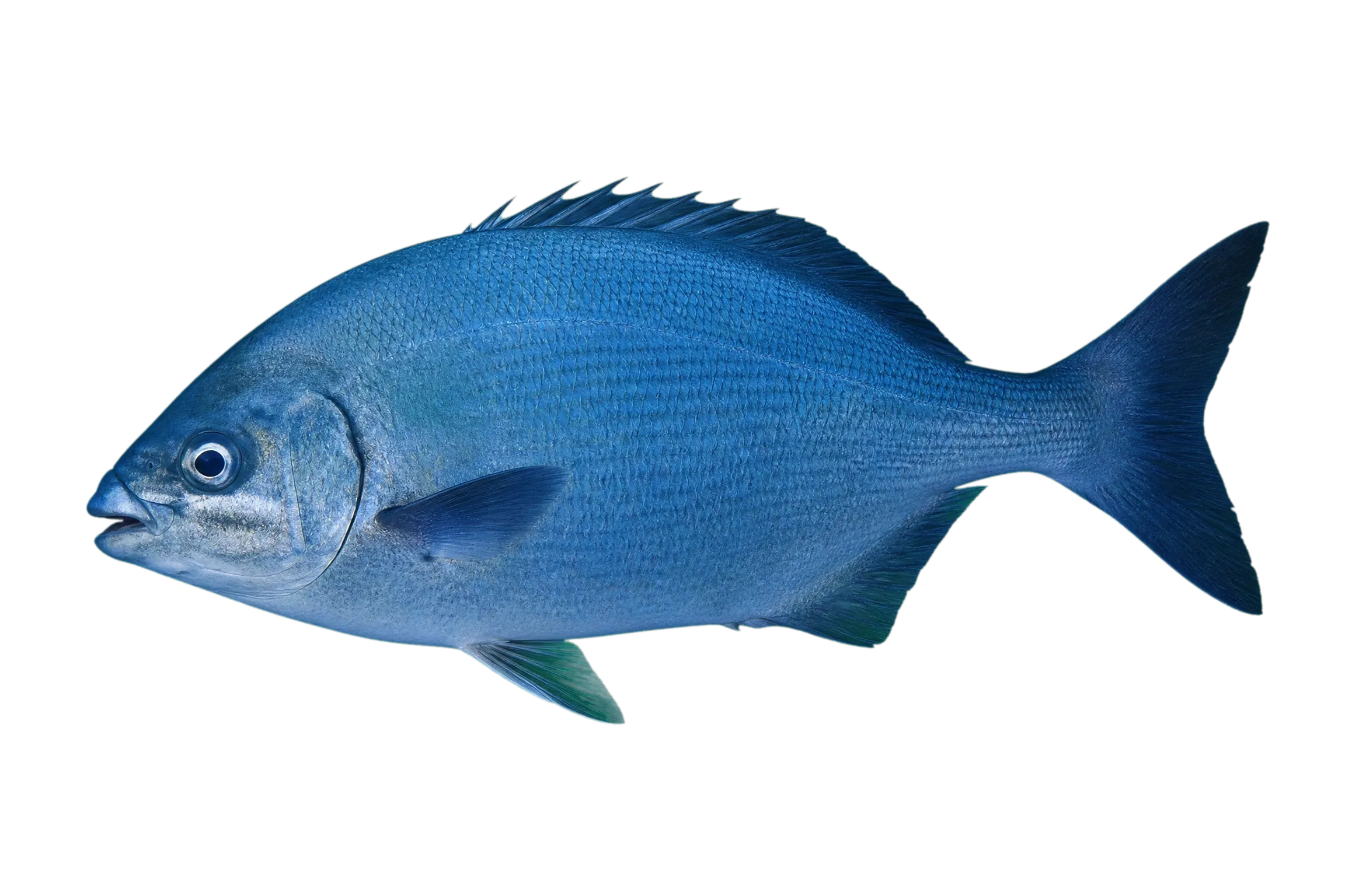 grey sea chub (Kyphosus bigibbus) specimen