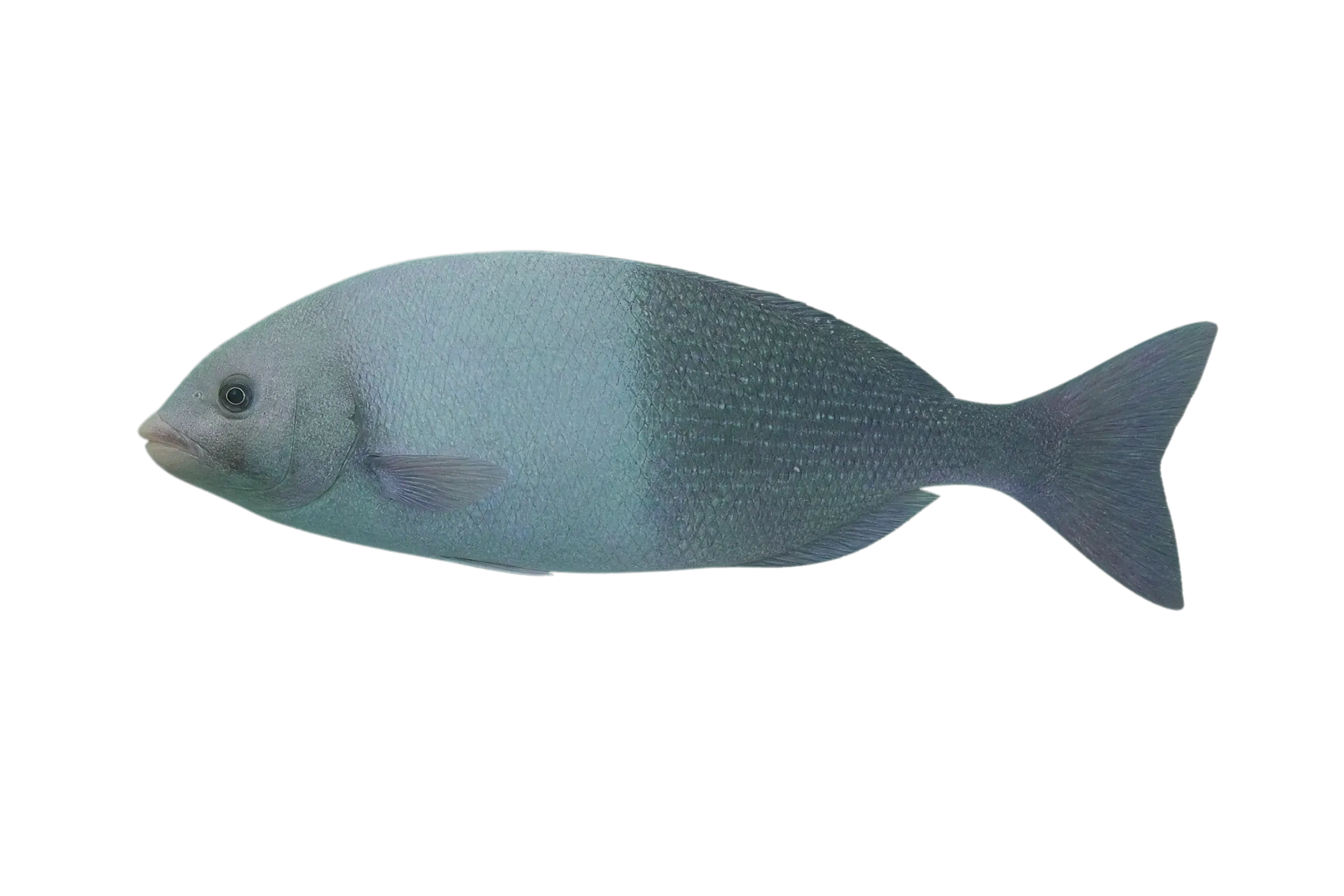 Hawaiian chub (Kyphosus hawaiiensis) specimen
