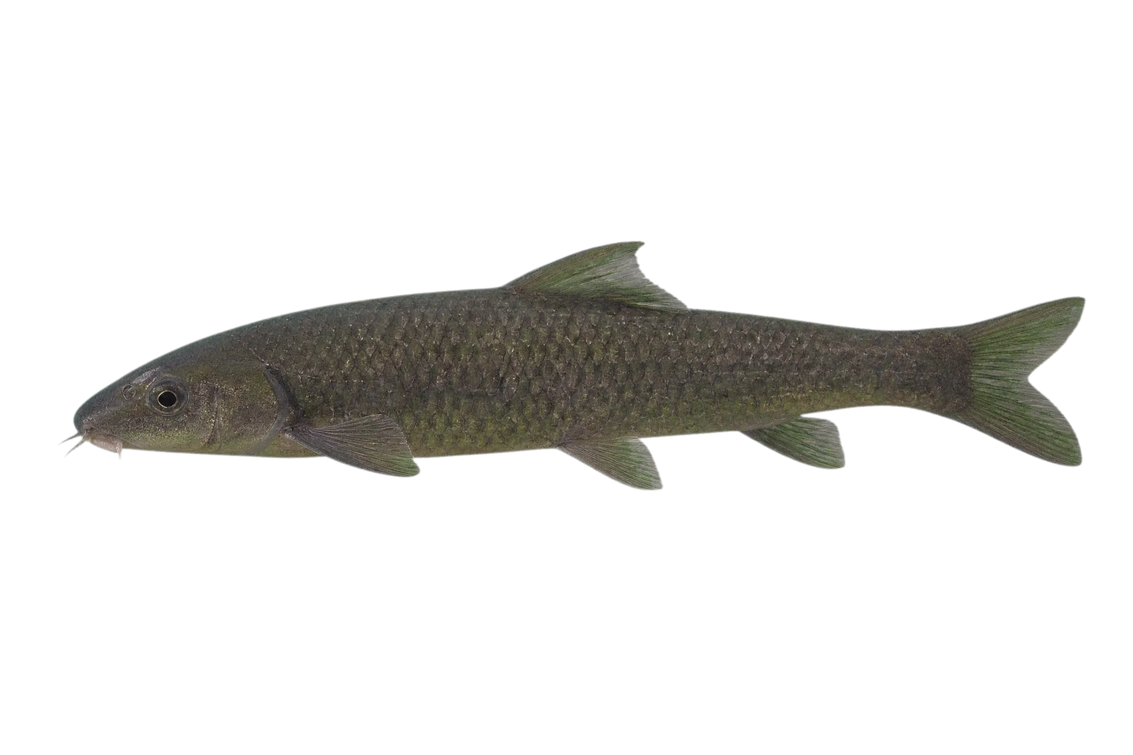 Redeye Labeo (Labeo cylindricus) specimen