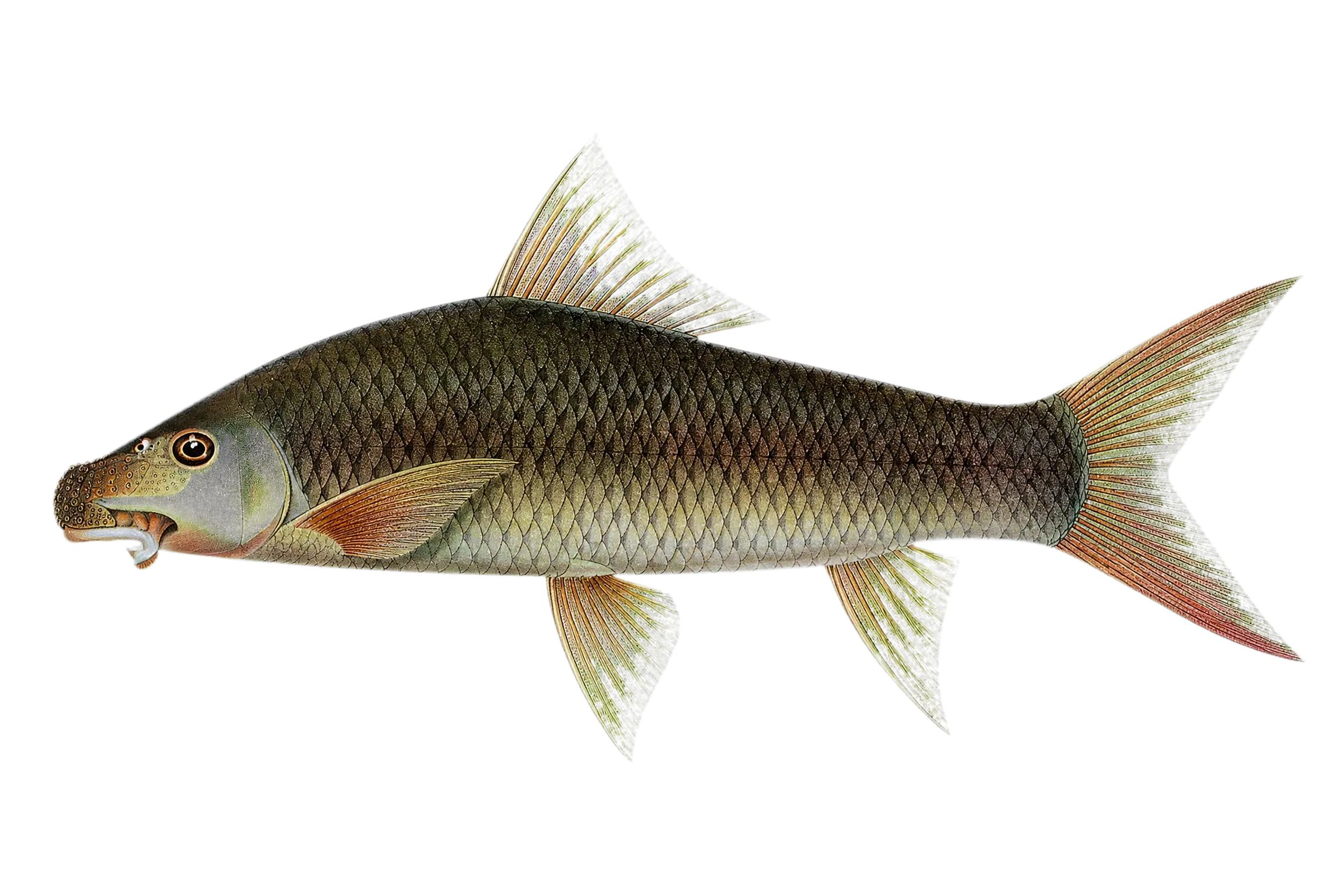 Labeo erythropterus (Labeo erythropterus) specimen