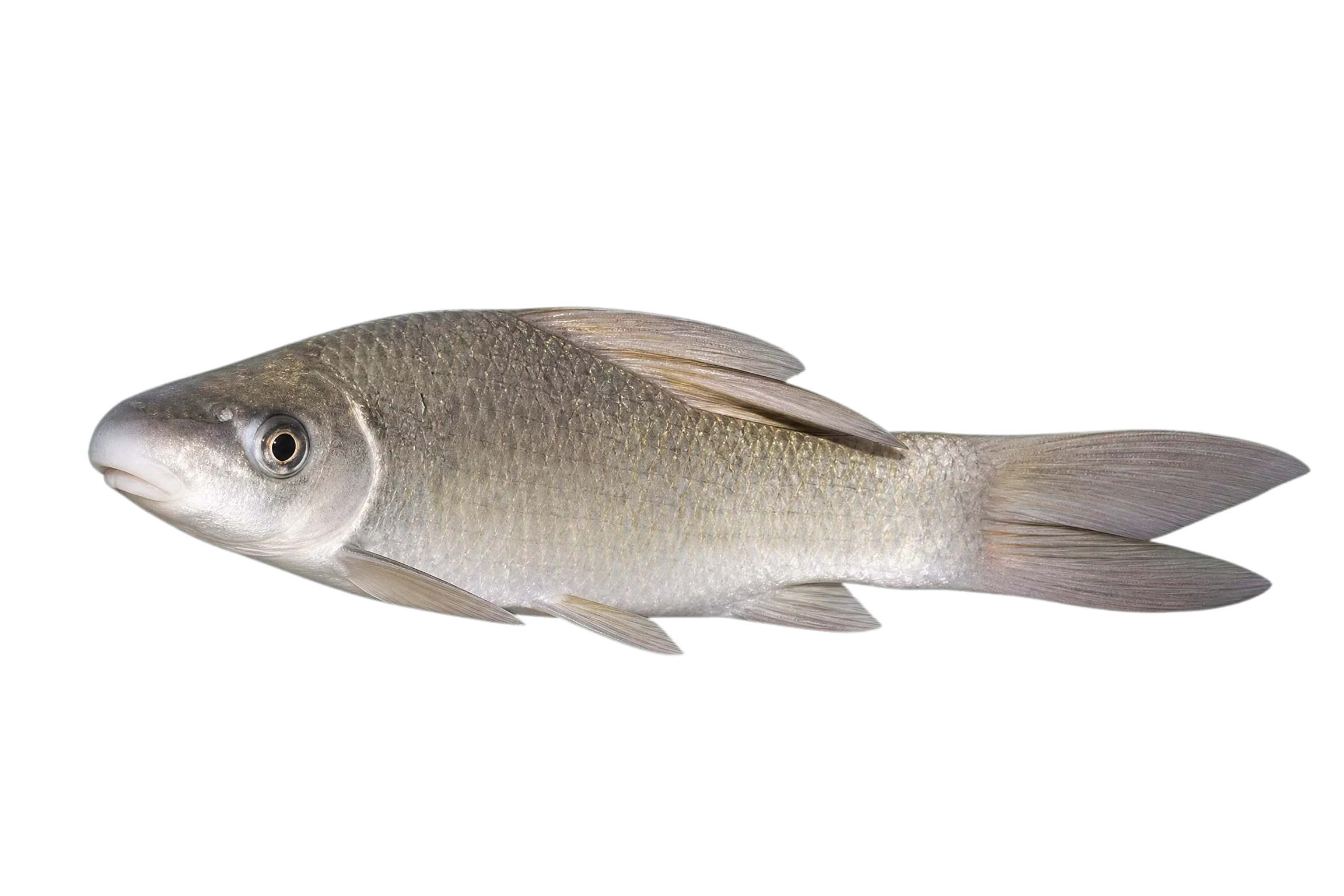 Labeo forskalii (Labeo forskalii) specimen