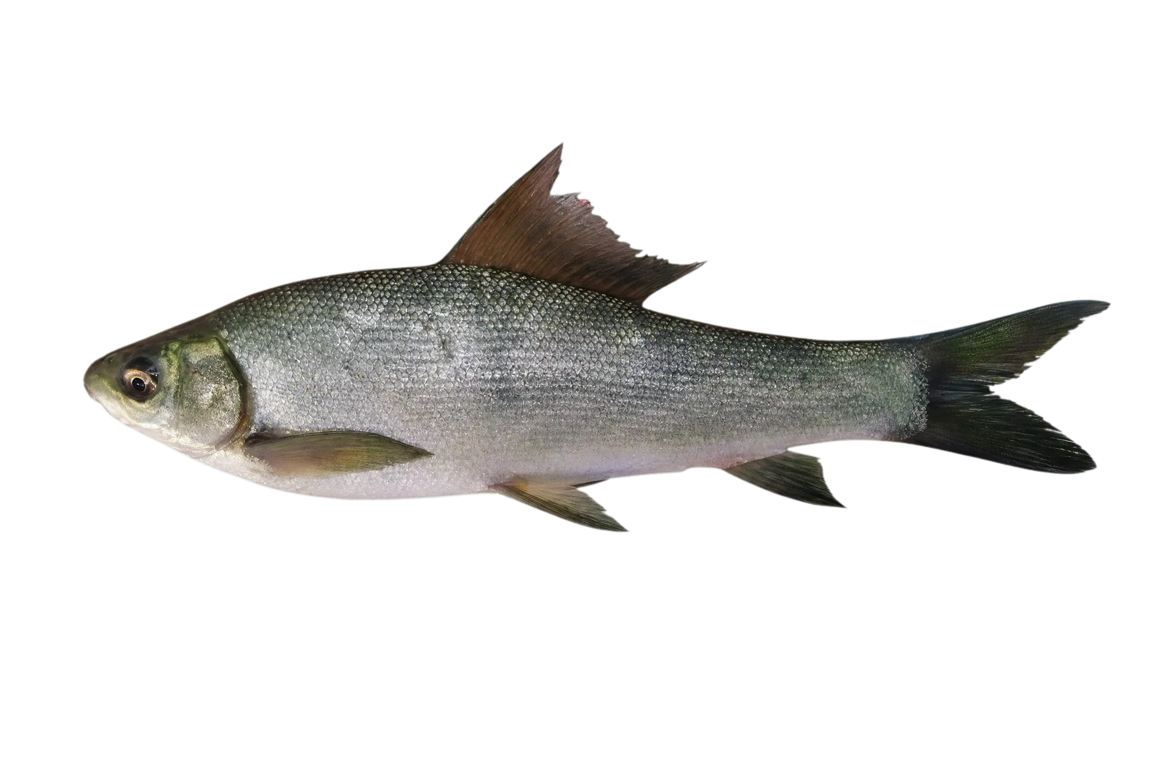 Kuria Labeo (Labeo gonius) specimen