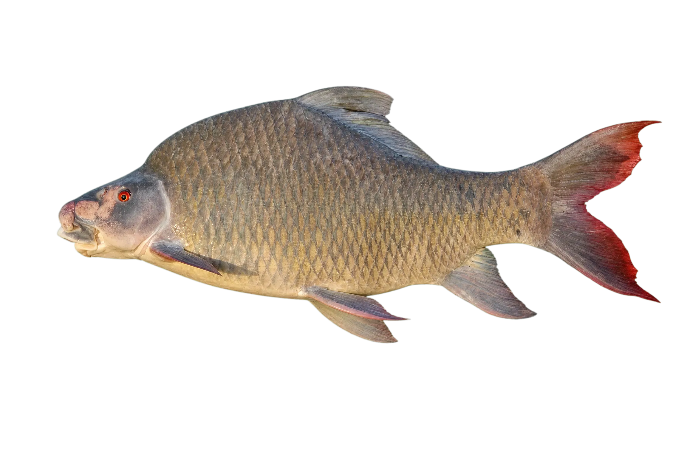 Pigmouth Carp (Labeo kontius) specimen