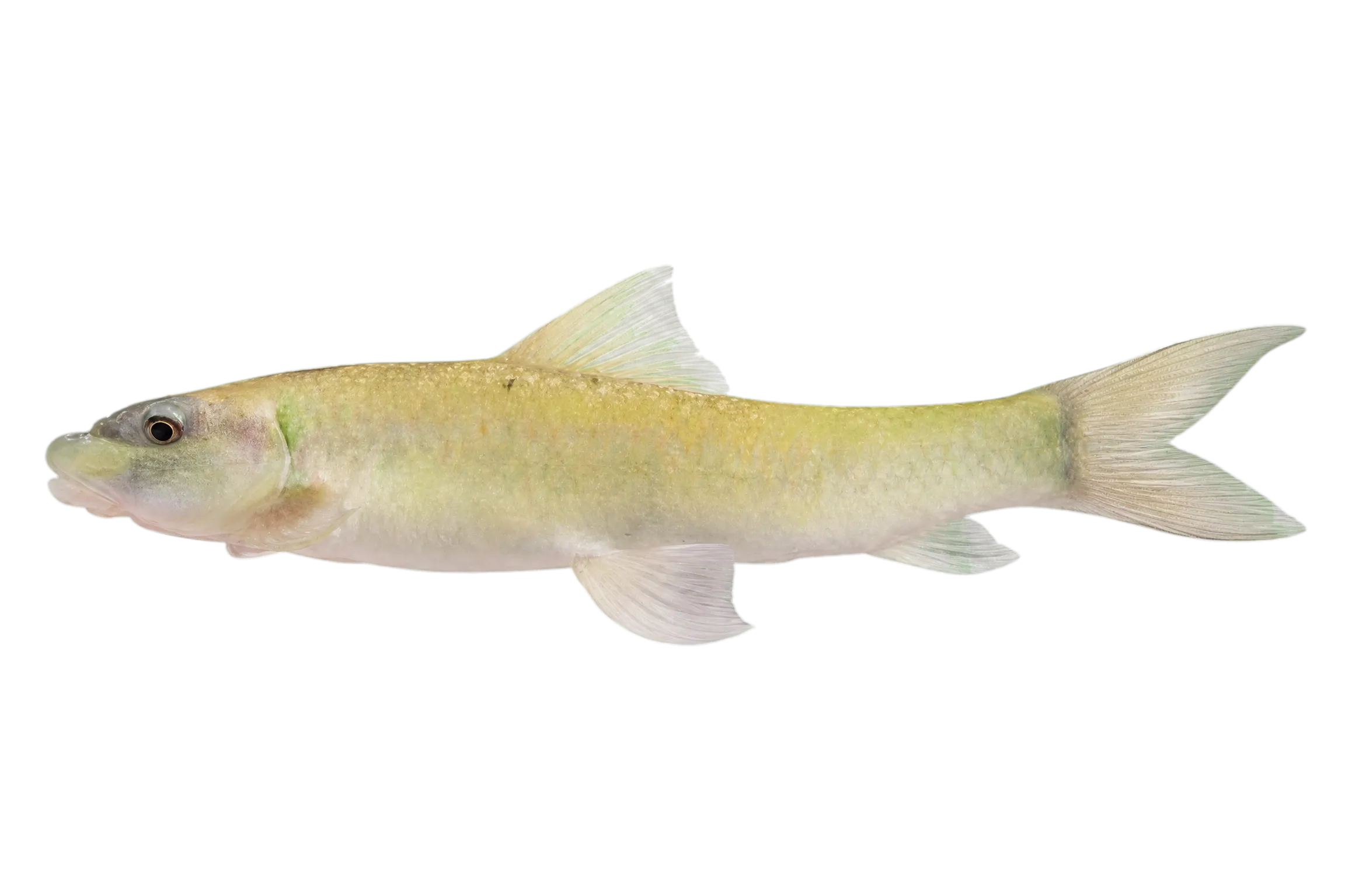 Ewaso Nyiro Labeo (Labeo percivali) specimen