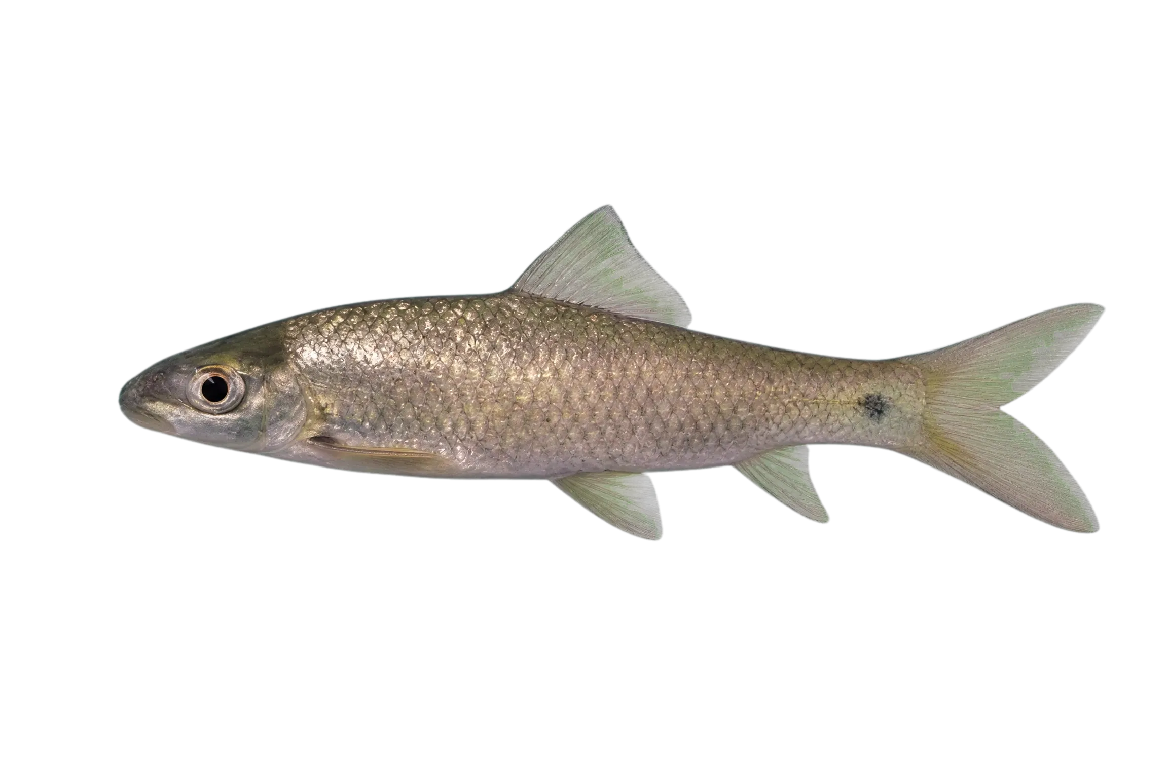 Labeo pierrei (Labeo pierrei) specimen