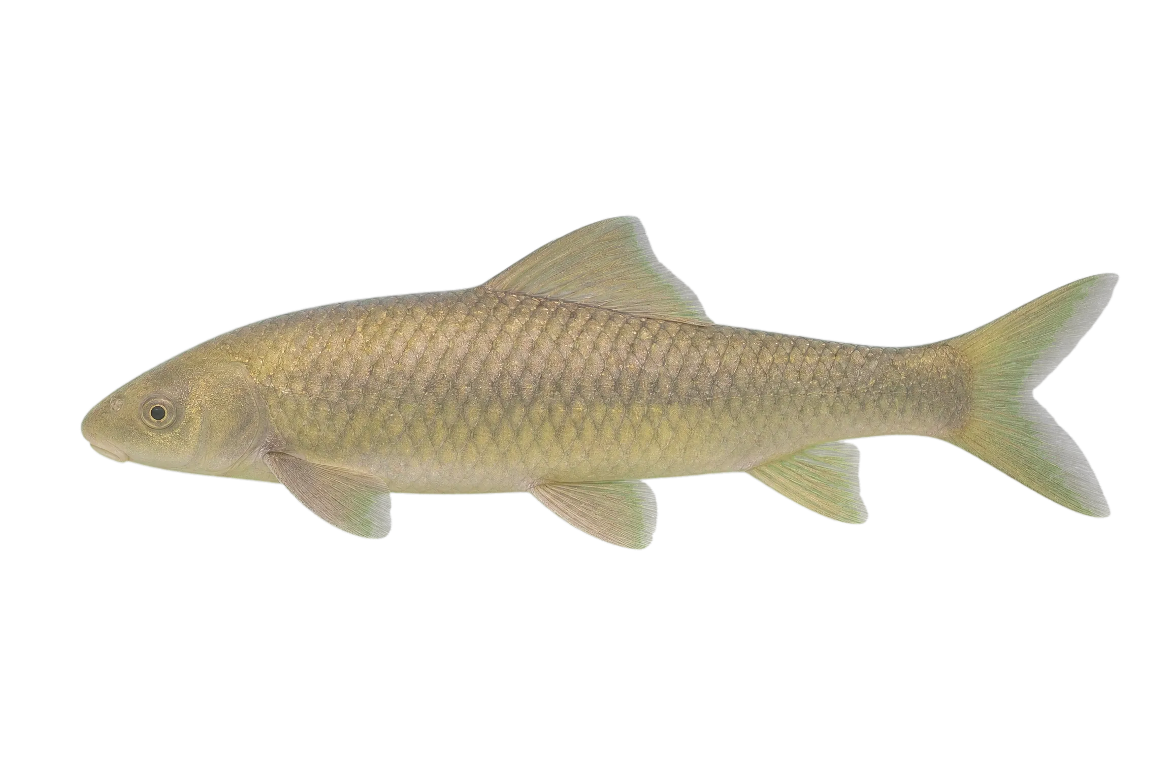 Rednose labeo (Labeo rosae) specimen