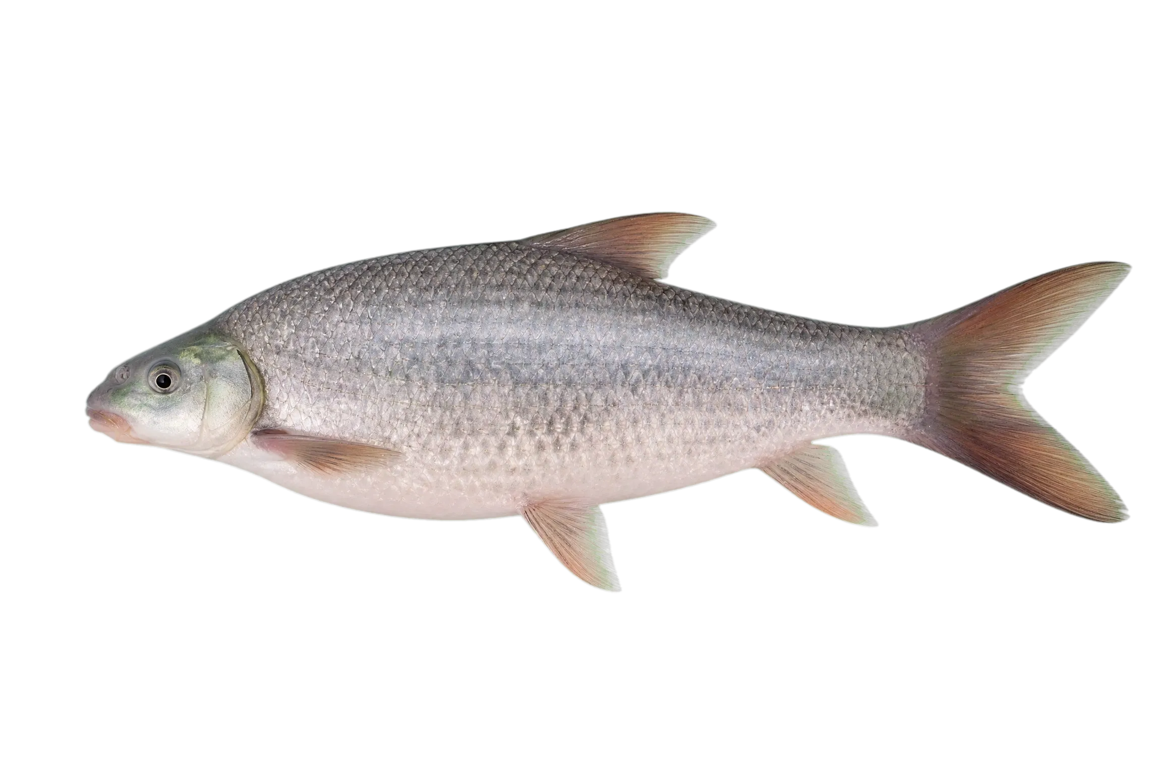 Tugela Labeo (Labeo rubromaculatus) specimen