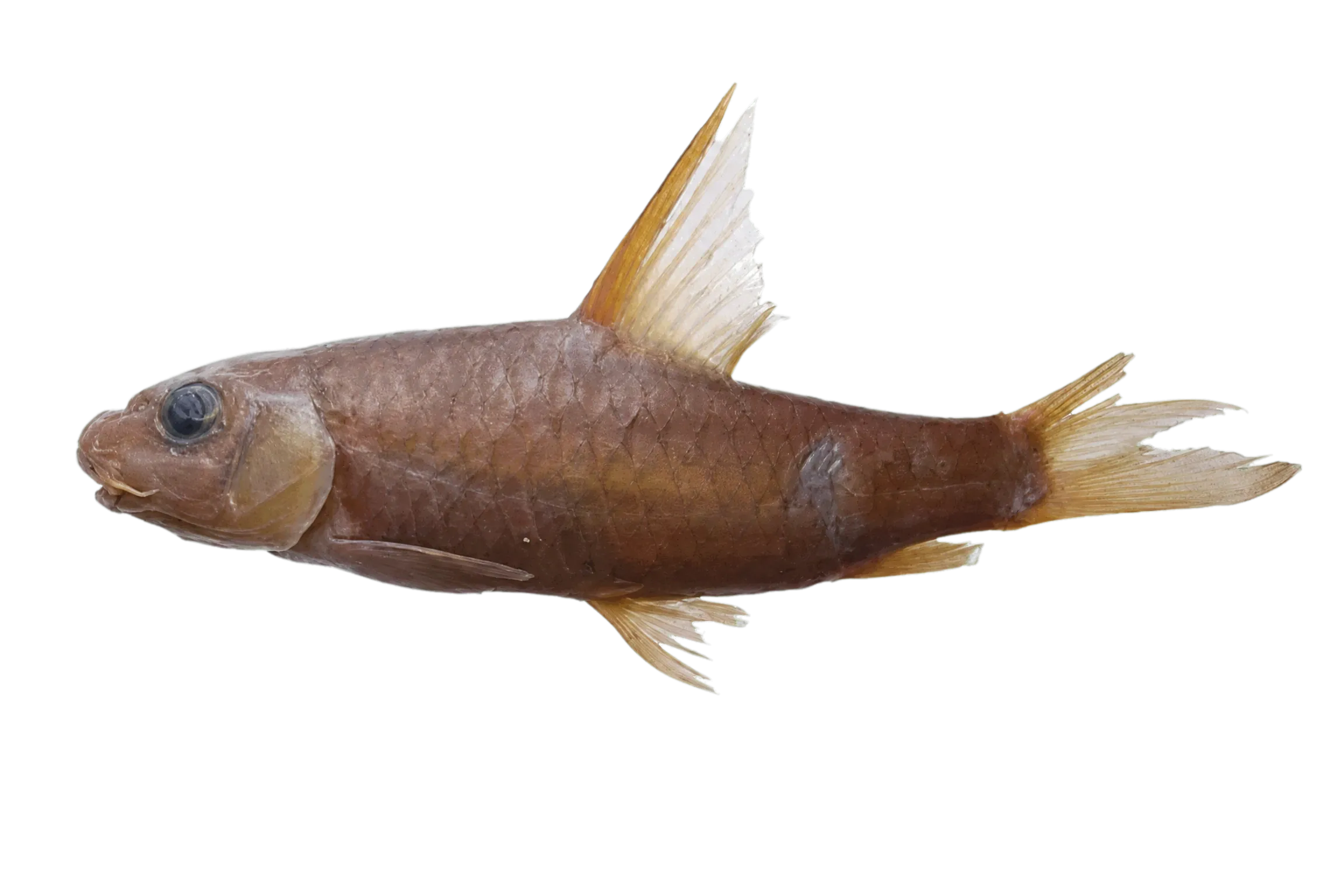 Labeobarbus brevispinis (Labeobarbus brevispinis) specimen