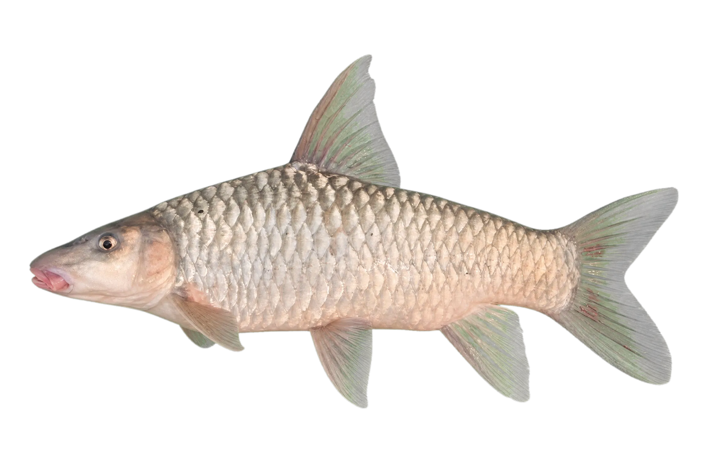 Zambezi yellowfish (Labeobarbus codringtonii) specimen