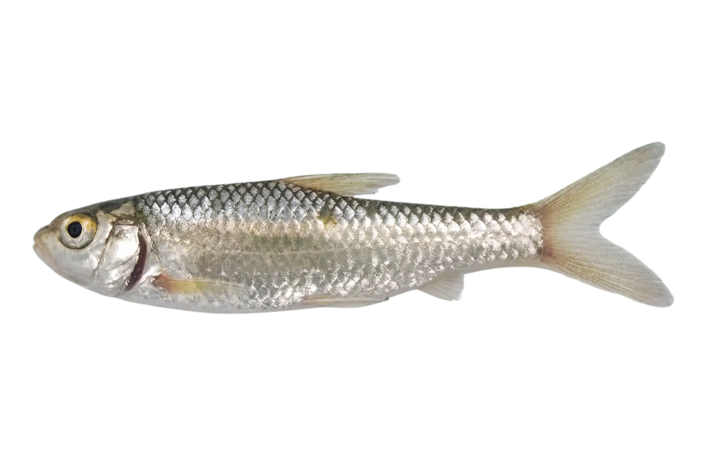 Labeobarbus johnstonii (Labeobarbus johnstonii) specimen