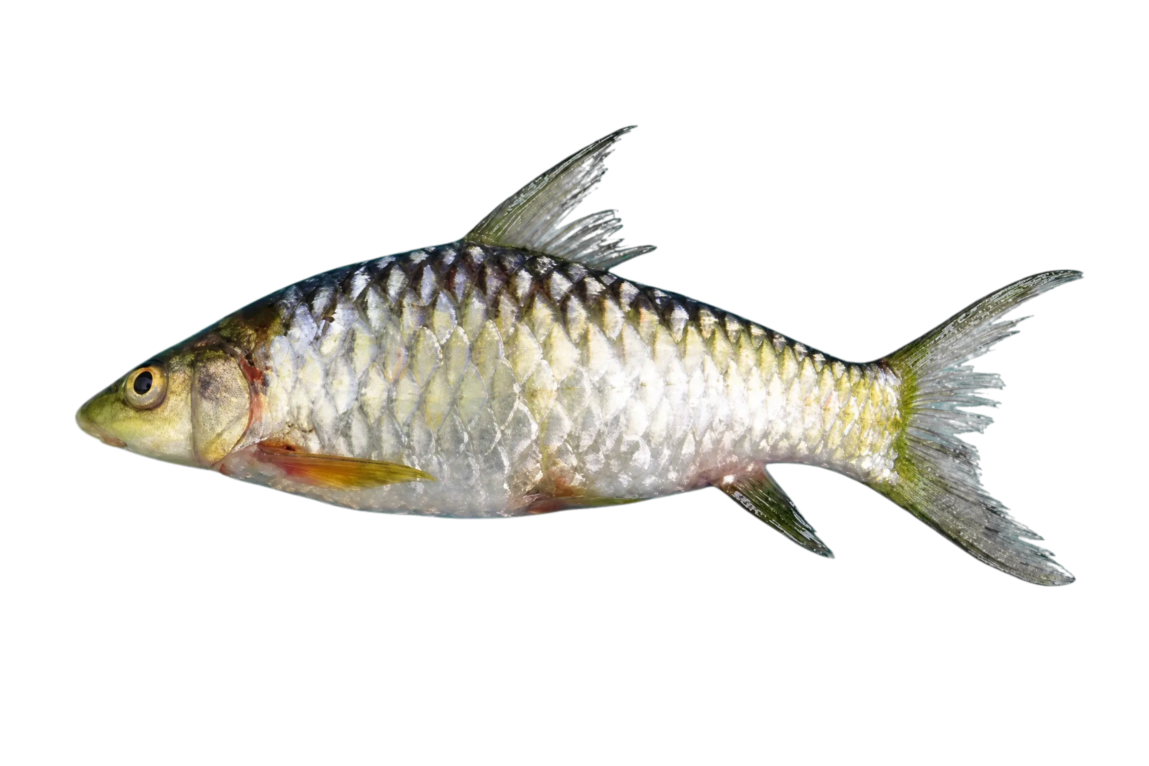 Labeobarbus mariae (Labeobarbus mariae) specimen