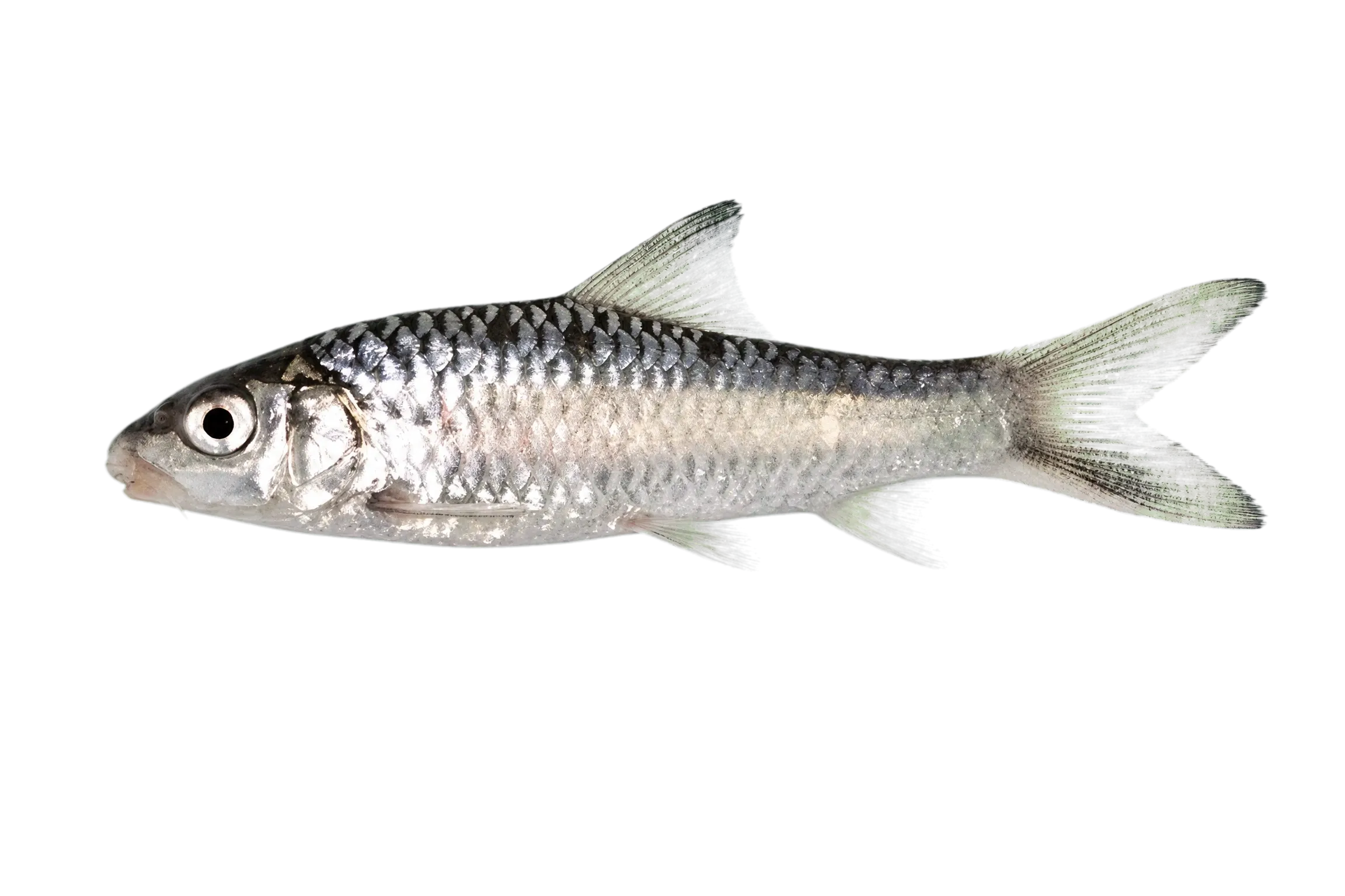 Labeobarbus trachypterus (Labeobarbus trachypterus) specimen