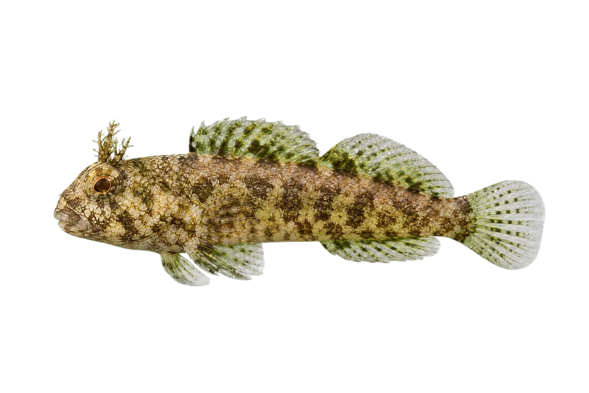 Mock blenny (Labrisomus cricota) specimen