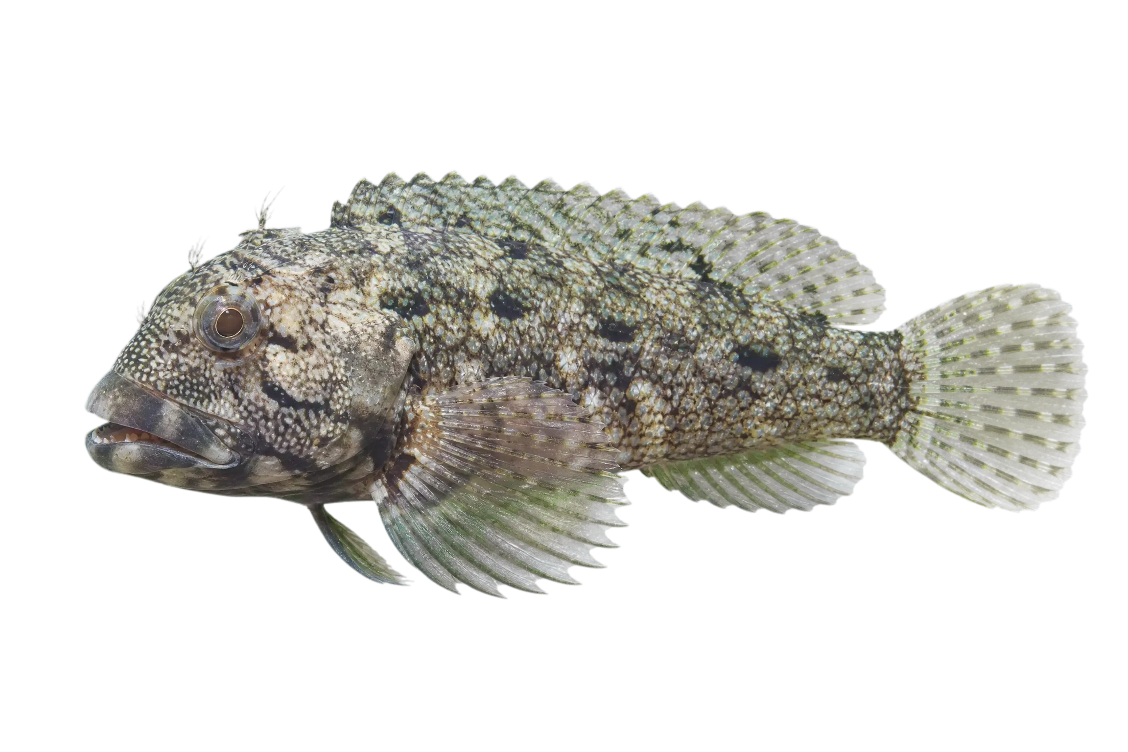 largemouth blenny (Labrisomus xanti) specimen