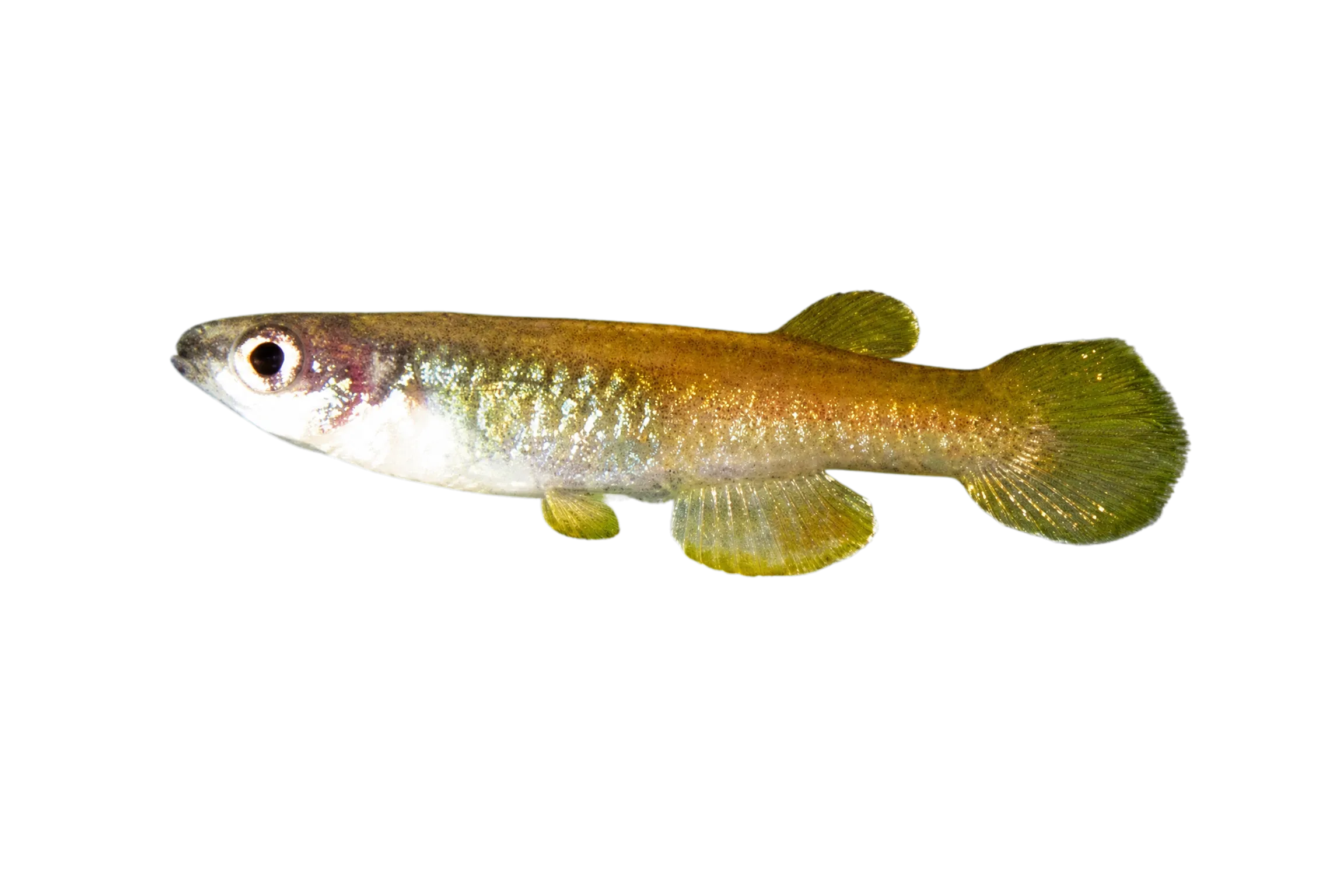 Kibiti Lampeye (Lacustricola lacustris) specimen