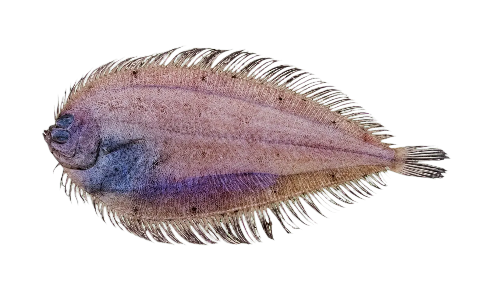 blackspotted flounder (Laeops nigromaculatus) specimen
