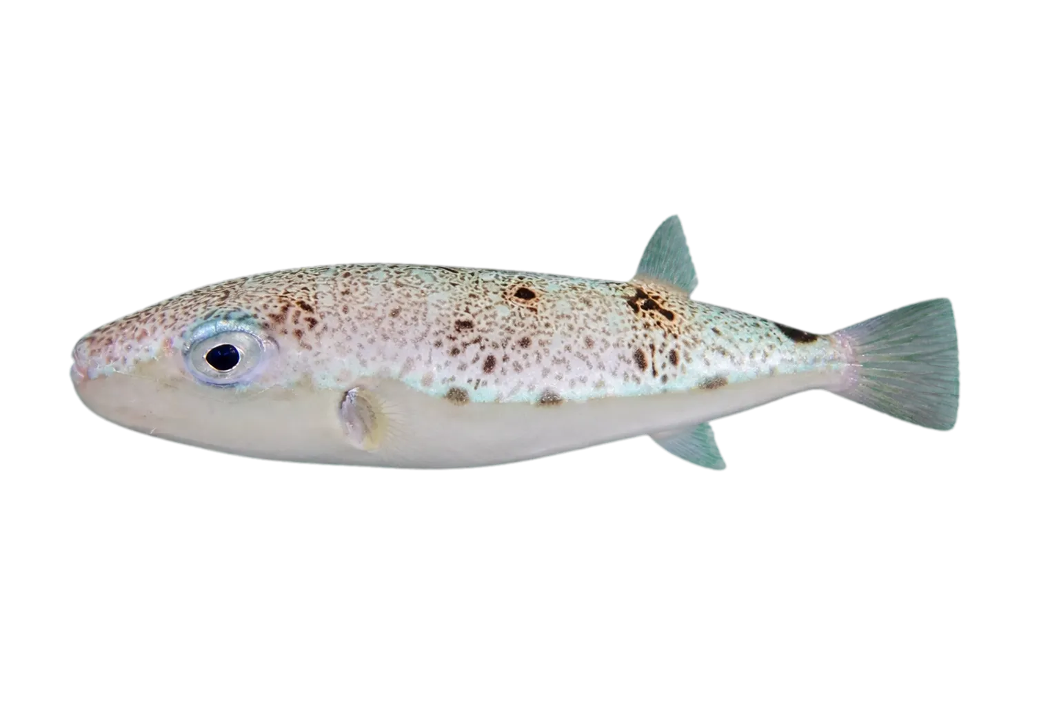 Suez Puffer (Lagocephalus suezensis) specimen