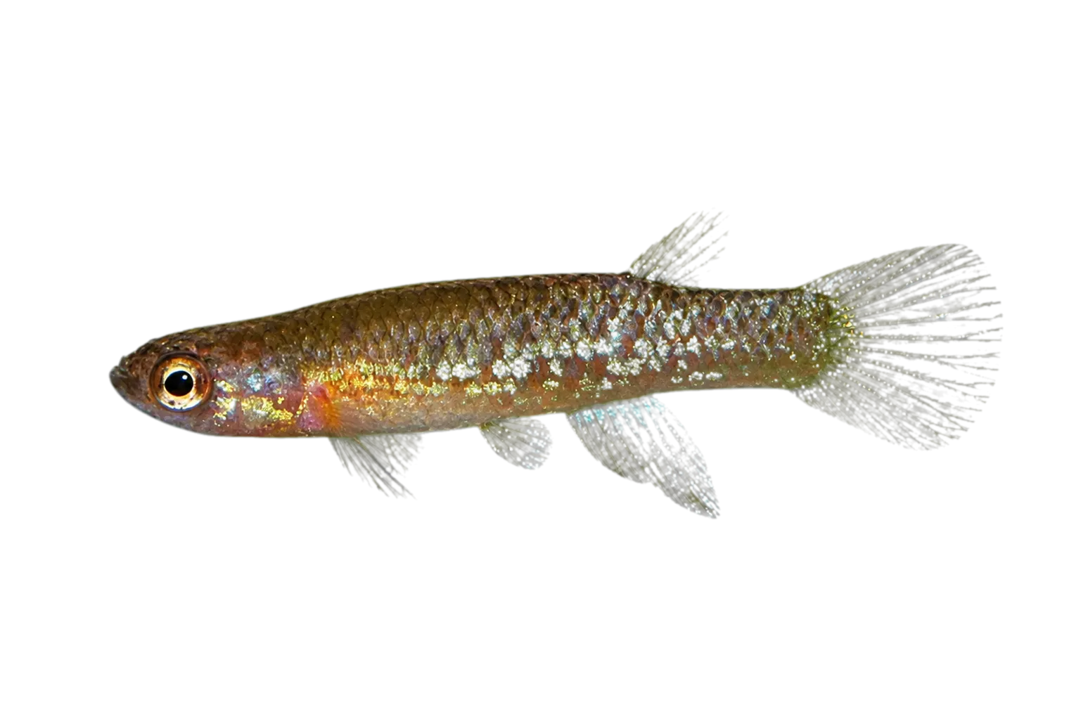 Laimosemion torrenticola (Laimosemion torrenticola) specimen