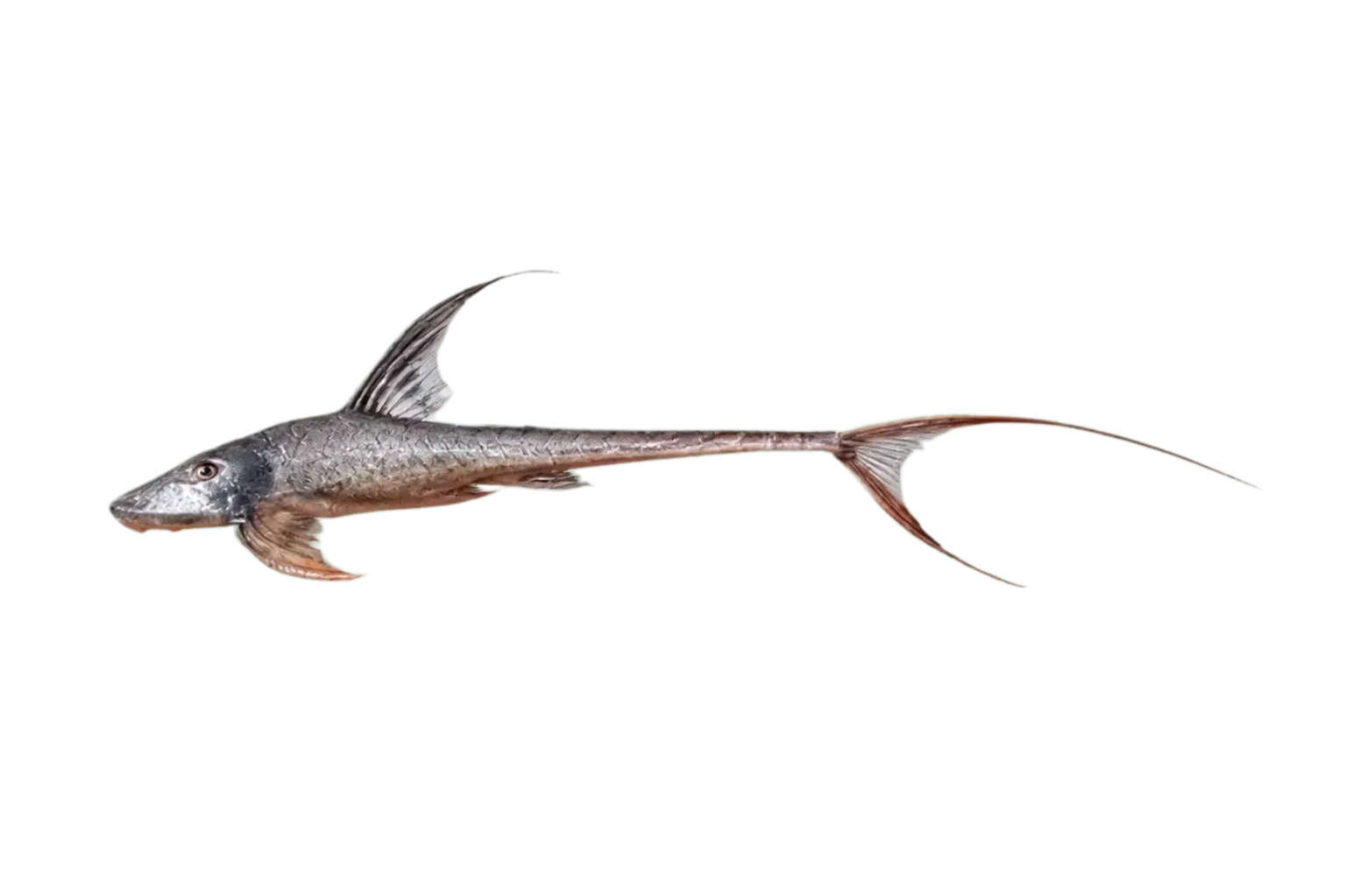 Royal Whiptail (Lamontichthys llanero) specimen
