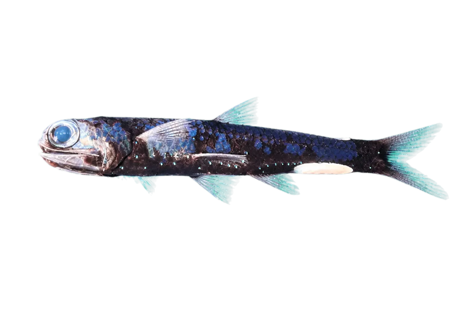 Chaves' lanternfish (Lampadena chavesi) specimen