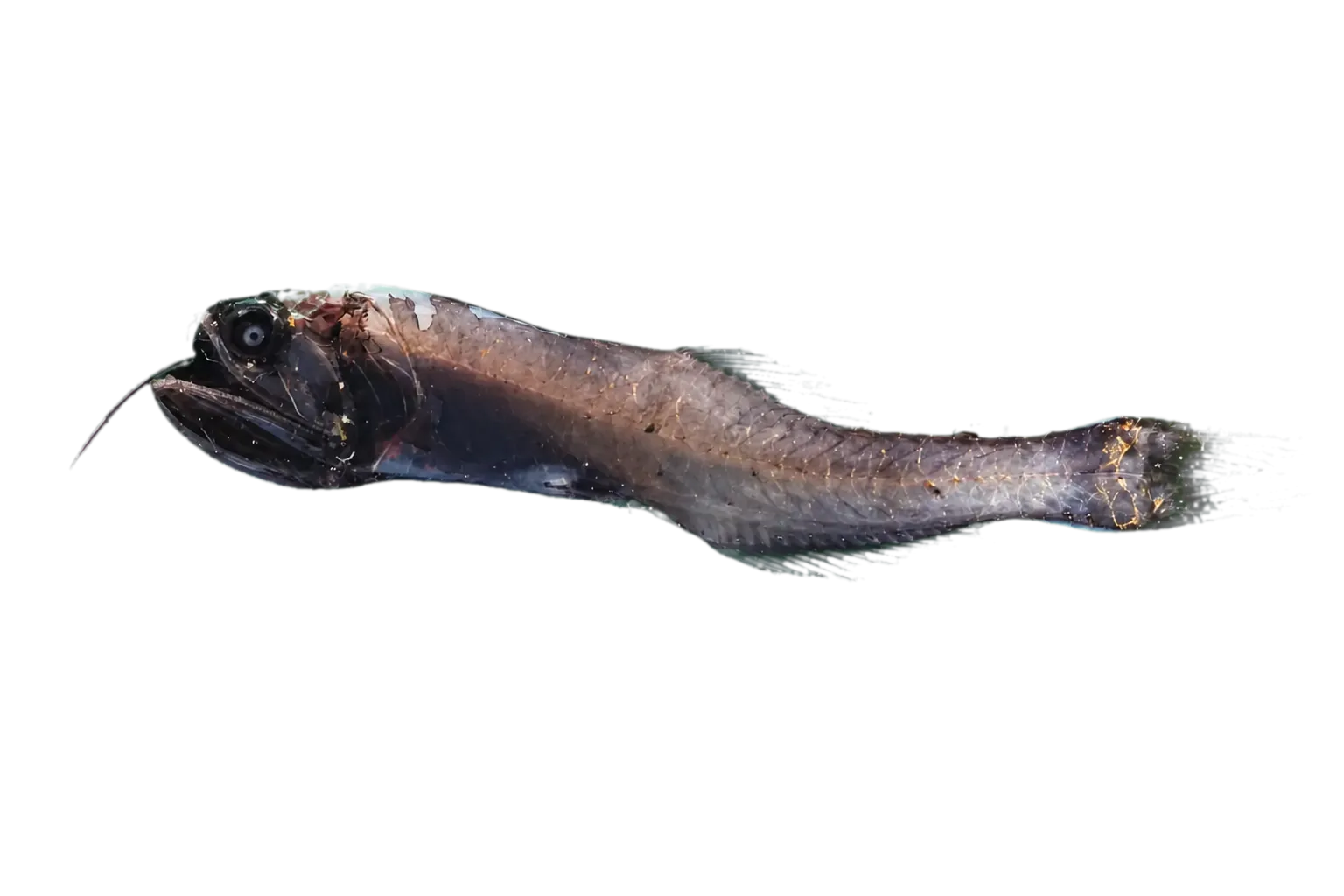 Lampanyctus hawaiiensis (Lampanyctus hawaiiensis) specimen