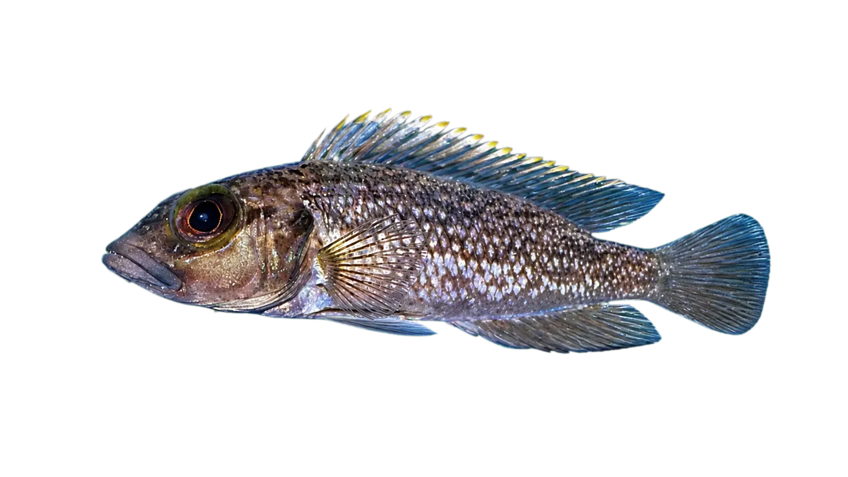 Lamprologus lemairii (Lamprologus lemairii) specimen