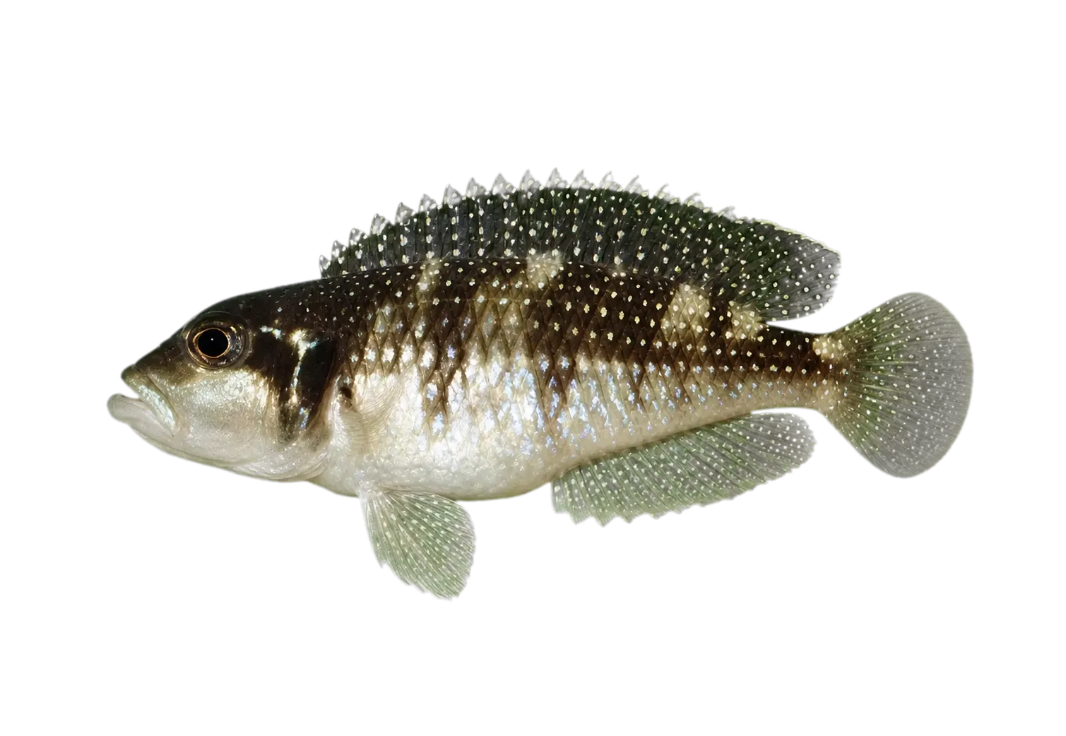 Lamprologus meleagris (Lamprologus meleagris) specimen