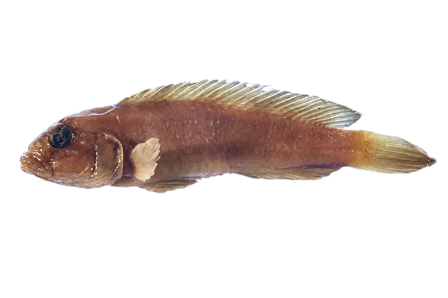 Lamprologus symoensi (Lamprologus symoensi) specimen