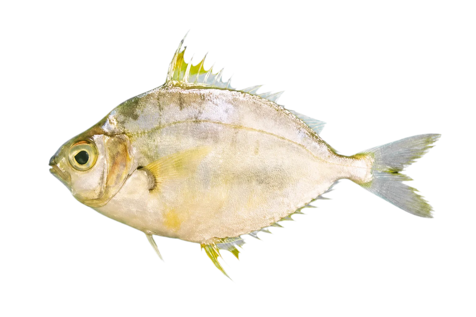 Shortnose ponyfish (Leiognathus brevirostris) specimen