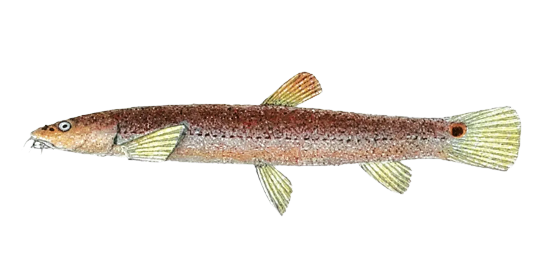 Lepidocephalichthys barbatuloides (Lepidocephalichthys barbatuloides) specimen