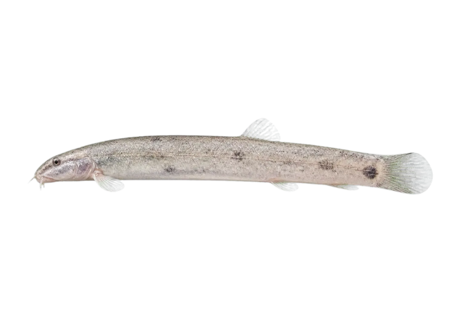 Burmese loach (Lepidocephalichthys berdmorei) specimen